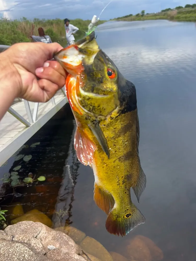 Butterfly Peacock Bass