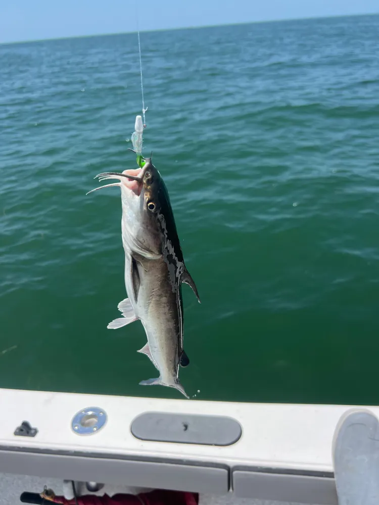 A fish caught at Gulf of Mexico by FishHawk Jig