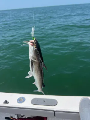 A fish caught at Gulf of Mexico by FishHawk Jig